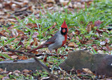 CardinalMF_K508576