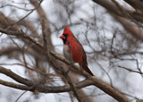 CardinalMF_K508937