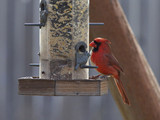 CardinalMF_K509161