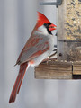 CardinalMF_K509650