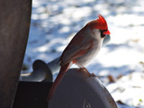 CardinalMF_K509904