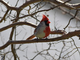 CardinalMF_K511107