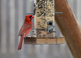 Cardinal_K509062