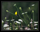 Goldfinch