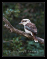 Kookaburra