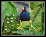 PurpleGallinule1