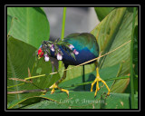 PurpleGallinule2