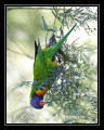 RainbowLorikeet