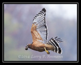 RedshoulderedHawk