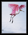 RoseateSpoonbill