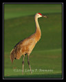 SandhillCrane3