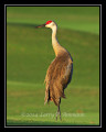 SandhillCrane4