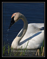 TrumpeterSwan