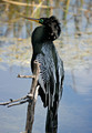 Anhinga1315