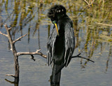 Anhinga1416