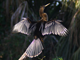 Anhinga_K101164a