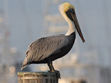 BrownPelican_K507894