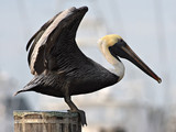 BrownPelican_K507895