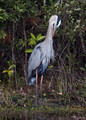 GreatBlueHeron_K507831