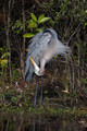 GreatBlueHeron_K507835