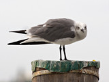 LaughingGull_K507899