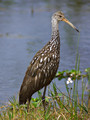 Limpkin_K101253