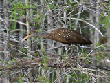 Limpkin_K103209