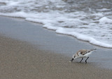 Sanderling_K507855