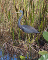 TricoloredHeron_K508242