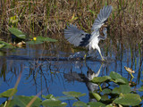 TricoloredHeron_K508266