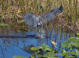 TricoloredHeron_K508267