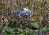 TricoloredHeron_K706405