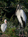 WoodStork_K103109