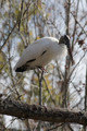 WoodStork_K507525