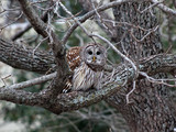 BarredOwl_K509414