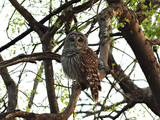 BarredOwl_K512484