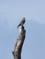 Kestrel_K507706