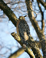 RedshoulderedHawk9121