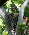 RedshoulderedHawkNest_K701094