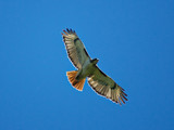 RedtailedHawk_K203047