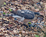 SharpShinnedHawk_K508933