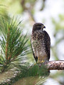 CoopersHawk_K517525