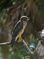 CoopersHawk_K517614