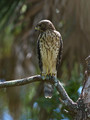 CoopersHawk_K517621