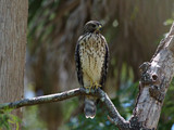 CoopersHawk_K517624