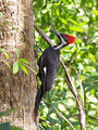 PileatedWoodpecker_K517600