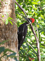 PileatedWoodpecker_K517603