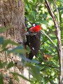 PileatedWoodpecker_K517606