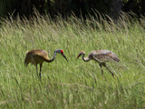 SandhillCrane_K517657