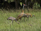 SandhillCrane_K517658